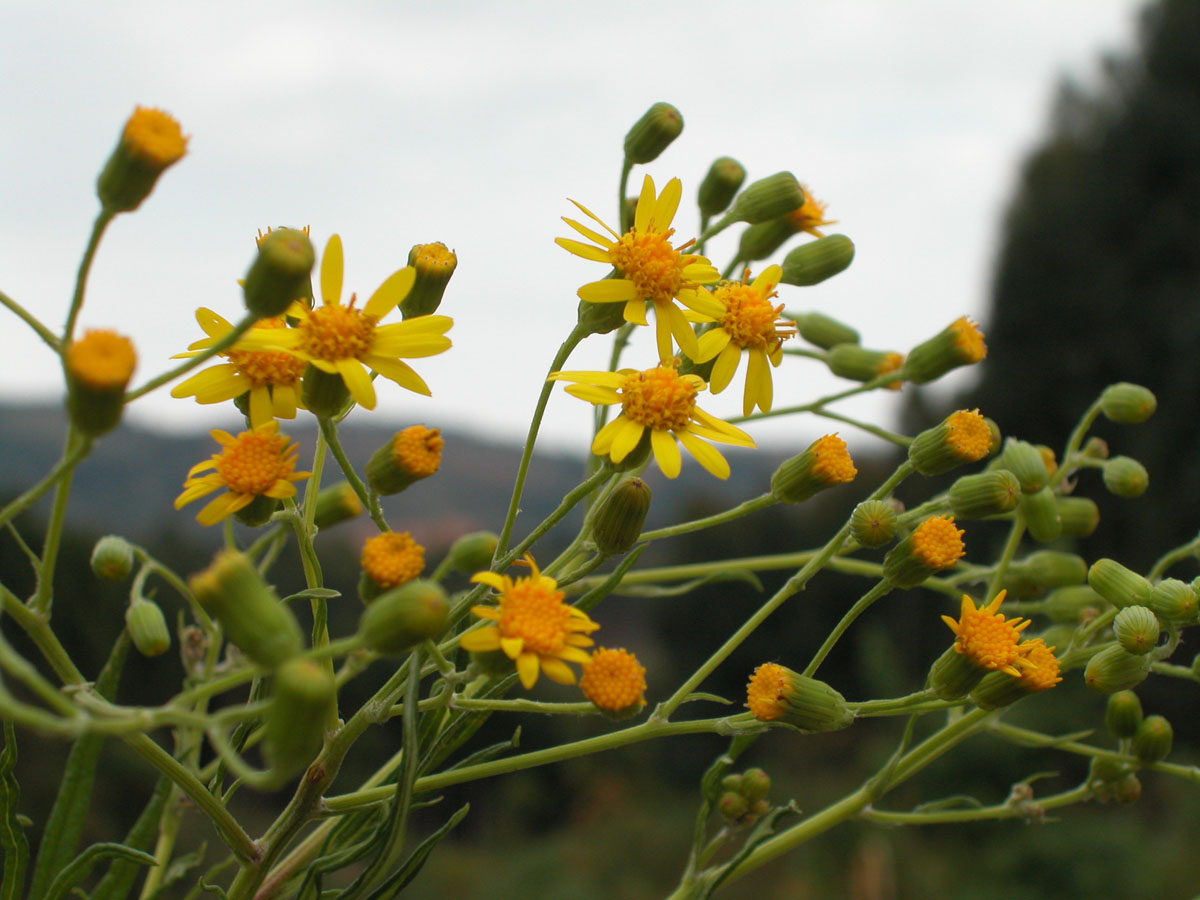 Asteraceae Senecio brasiliensis
