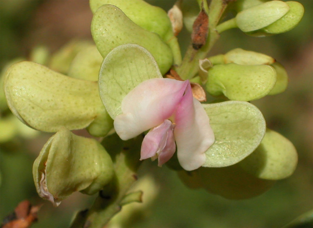 Fabaceae Dipteryx alata
