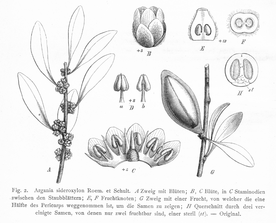 Sapotaceae Argania sideroxylon
