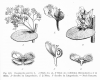 image of Cissampelos pareira