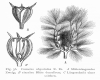 image of Cometes abyssinica