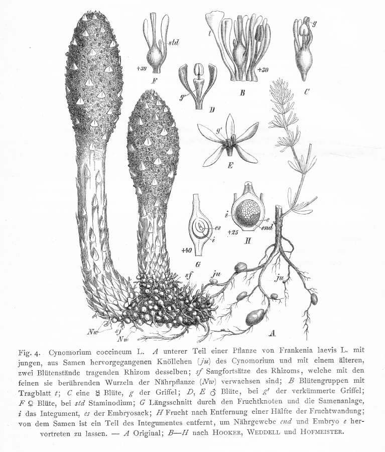 Cynomoriaceae Cynomorium coccineum