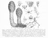 image of Cynomorium coccineum