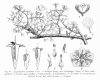 image of Zygophyllum cornutum