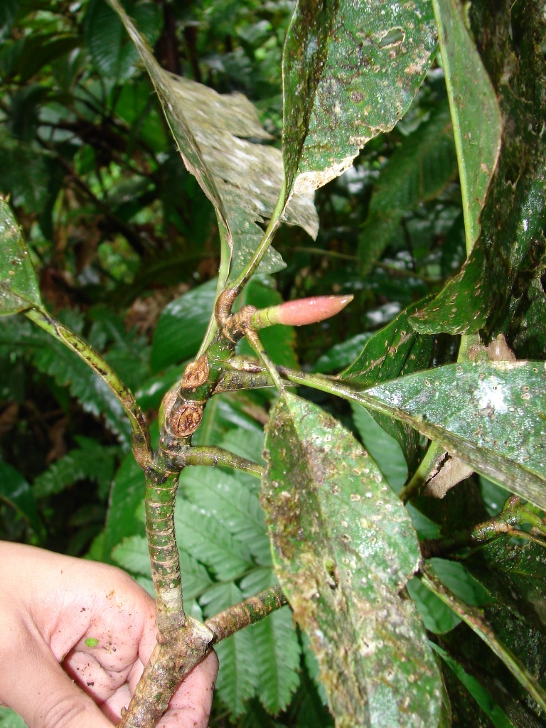 Magnoliaceae Talauma sambuensis