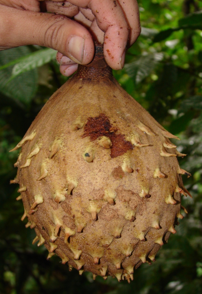 Magnoliaceae Talauma sambuensis