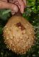 image of Talauma sambuensis