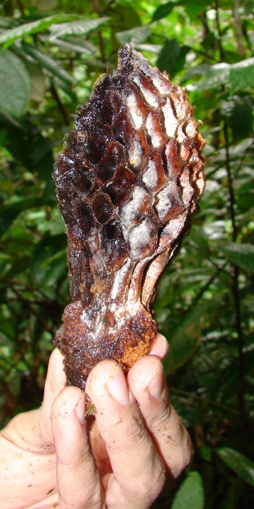 Magnoliaceae Talauma sambuensis