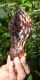 image of Talauma sambuensis