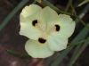image of Dietes bicolor