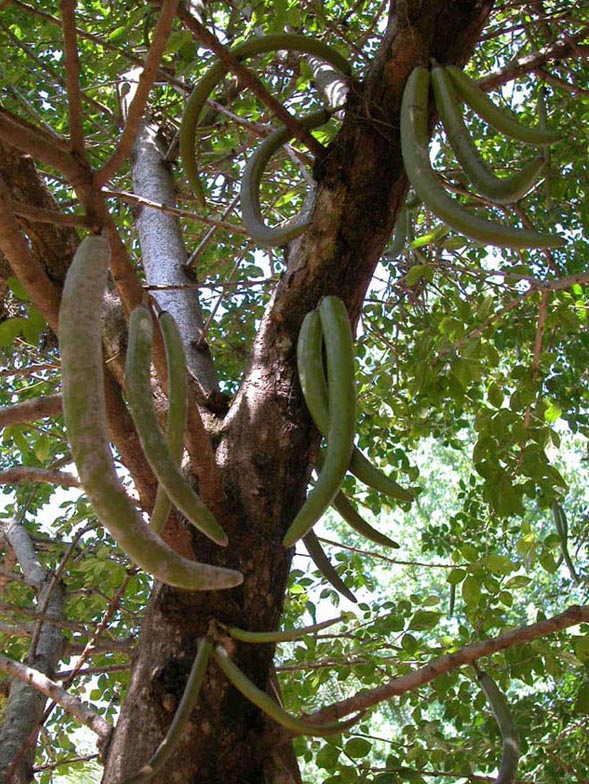 Bignoniaceae Parmentiera cereifera