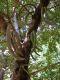 image of Parmentiera cereifera