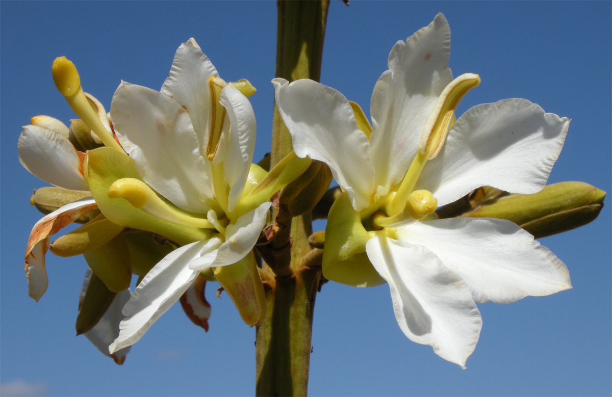 Vochysiaceae Salvertia convallariodora