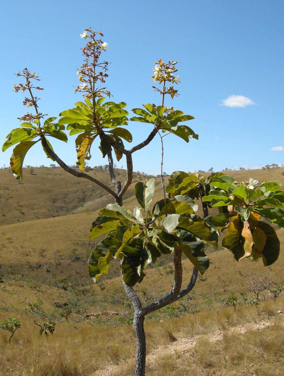 Vochysiaceae Salvertia convallariodora