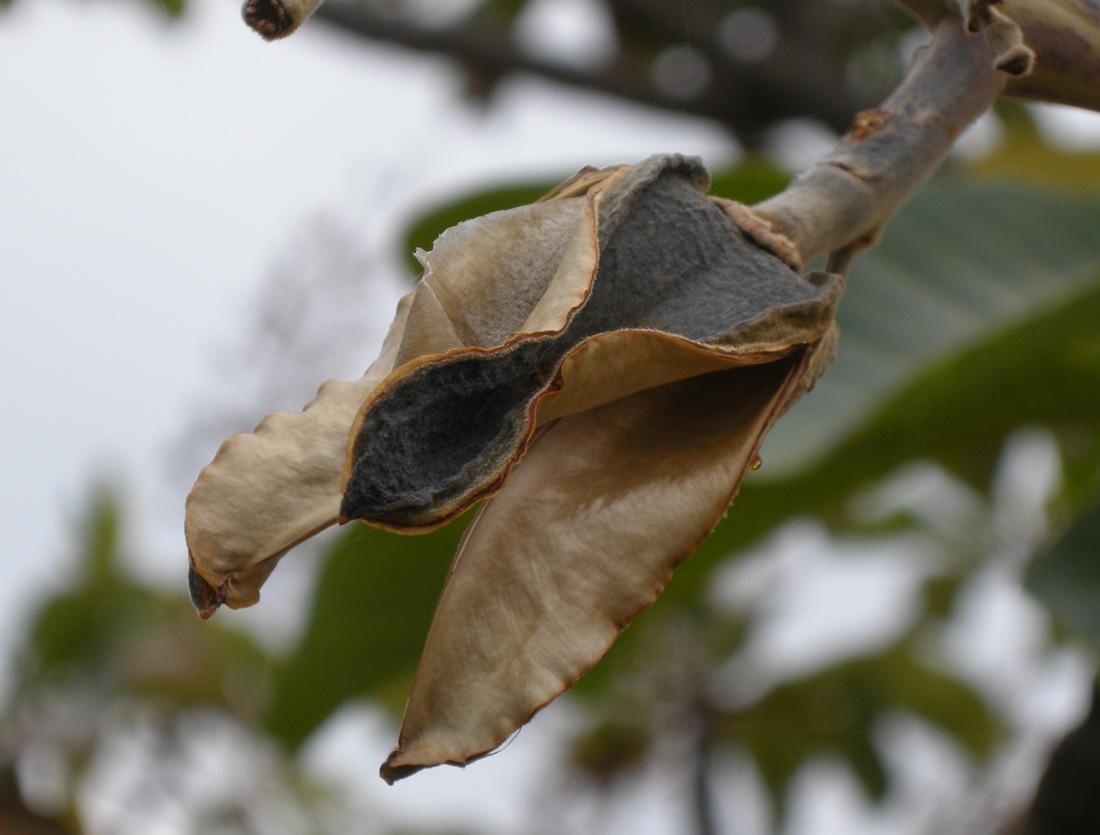 Vochysiaceae Salvertia convallariodora
