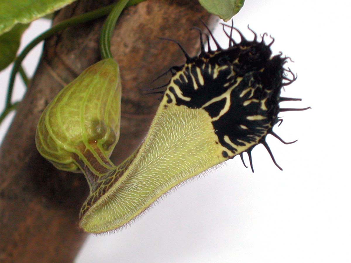 Aristolochiaceae Aristolochia arcuata