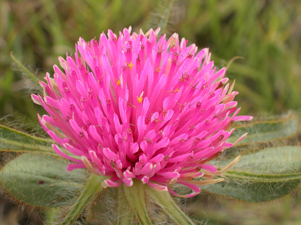 Amaranthaceae Gomphrena macrocephala