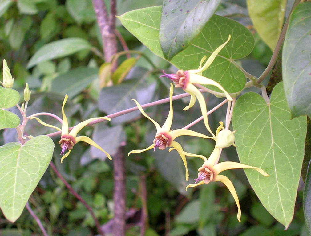 Apocynaceae Oxypetalum banksii