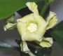 image of Thevetia ahouai