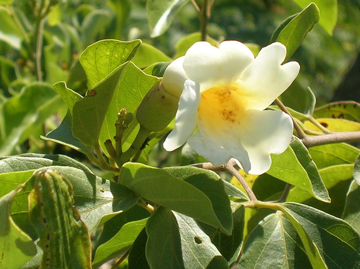 Bignoniaceae Distictella elongata