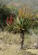image of Aloe ferox