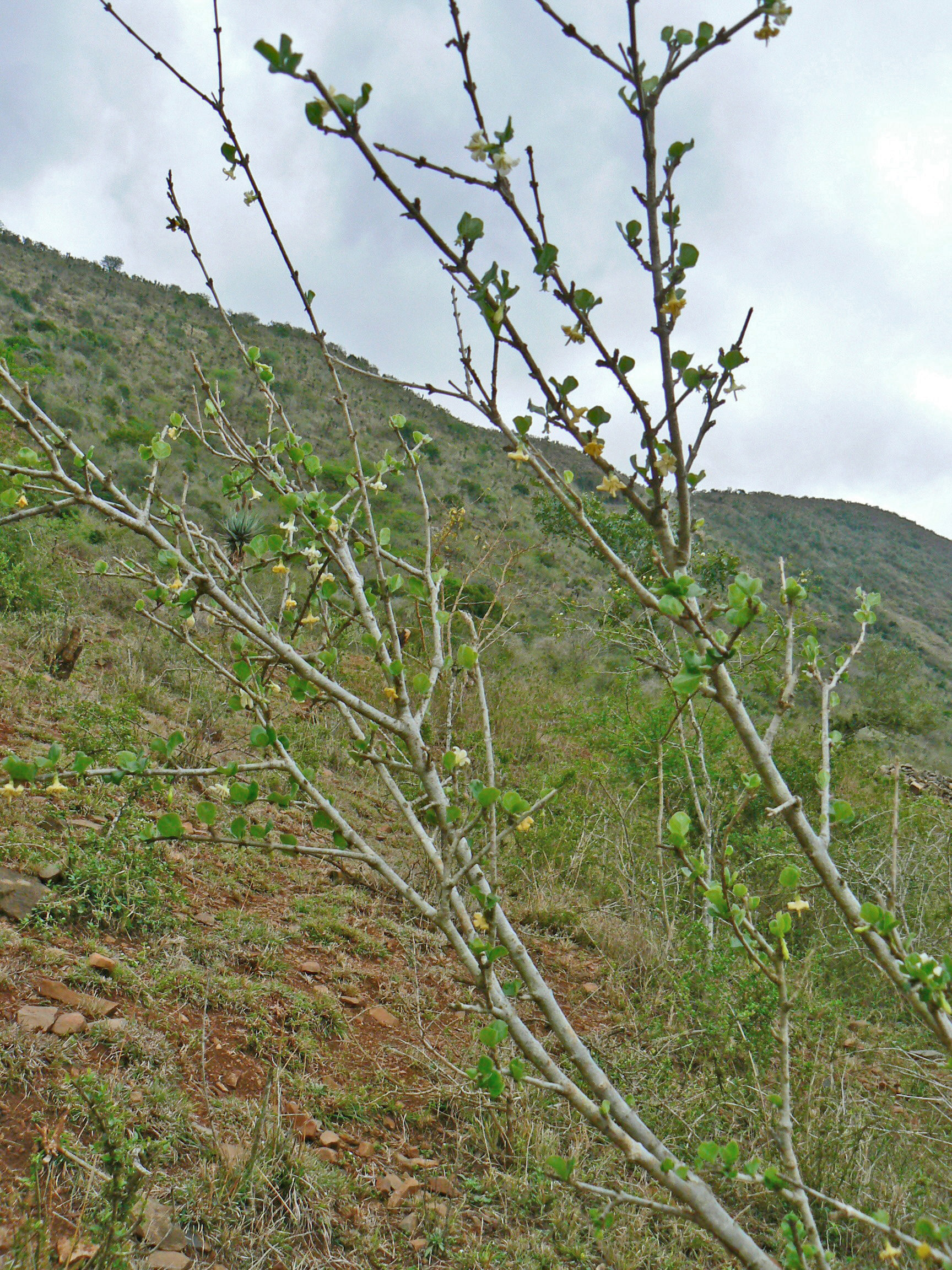 Rubiaceae Coddia rudis