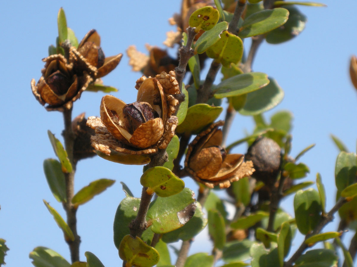 Vochysiaceae Callisthene major