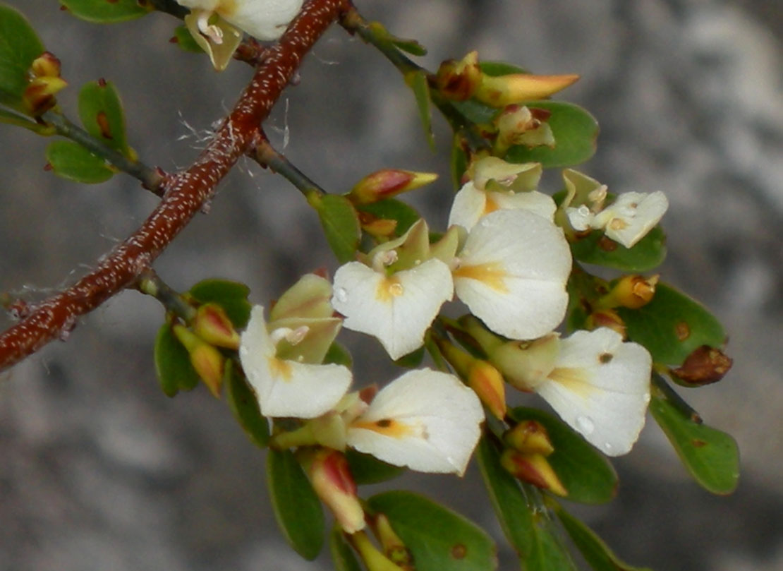Vochysiaceae Callisthene microphylla