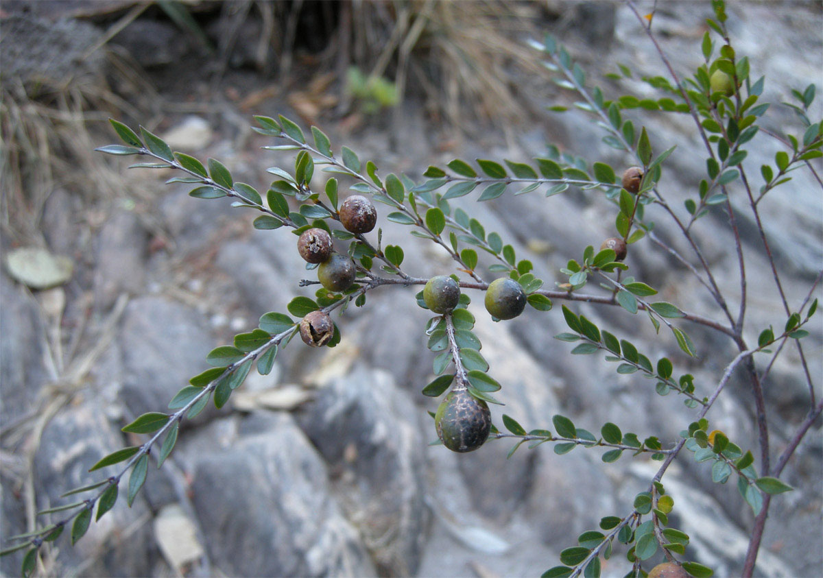 Vochysiaceae Callisthene microphylla
