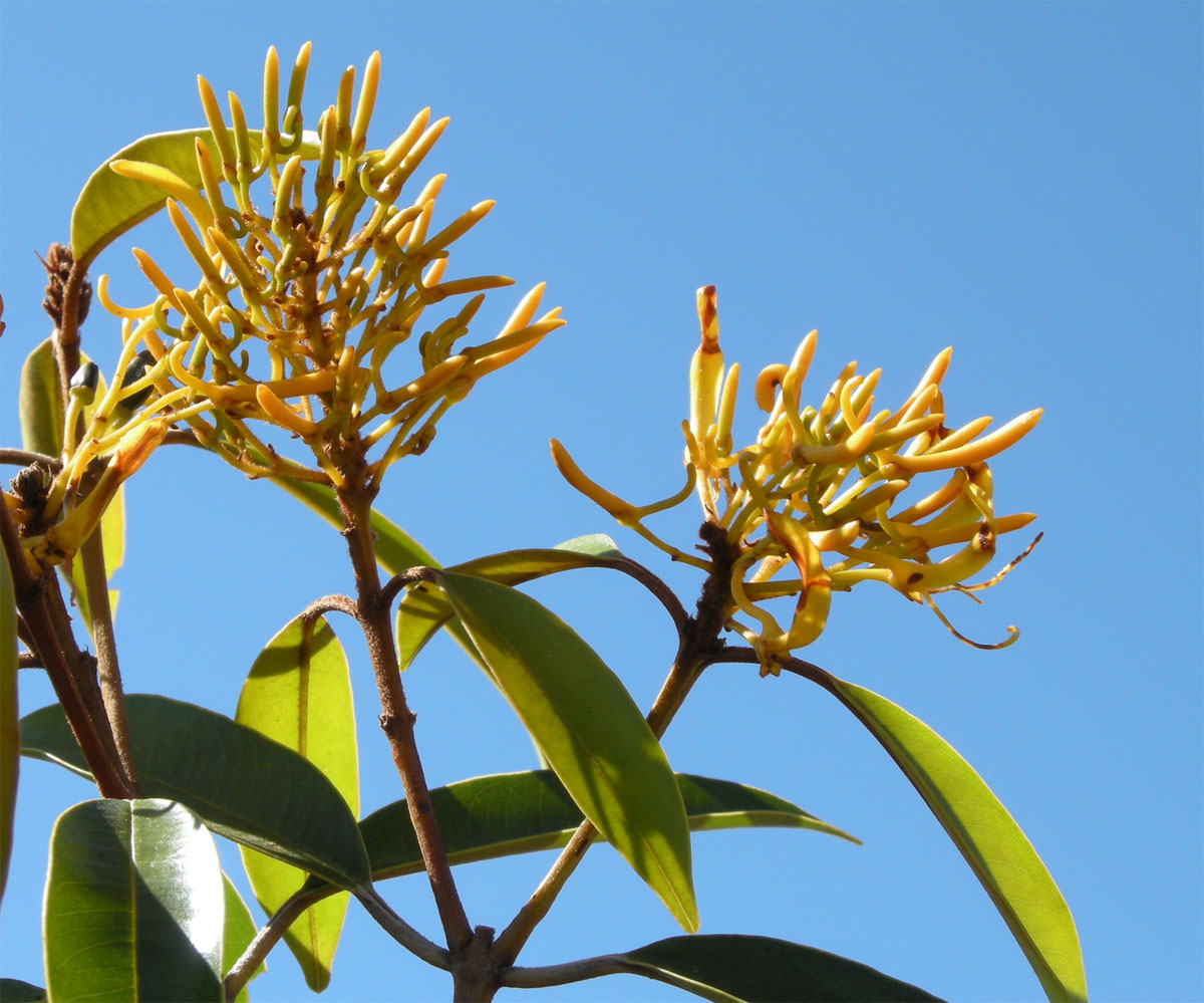 Vochysiaceae Vochysia acuminata
