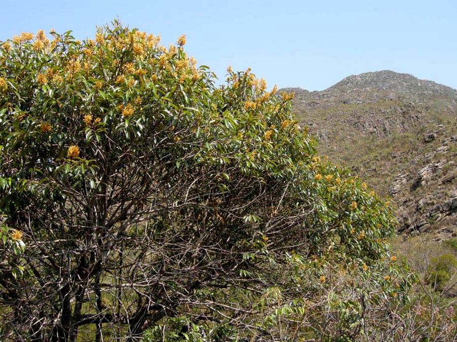 Vochysiaceae Vochysia acuminata