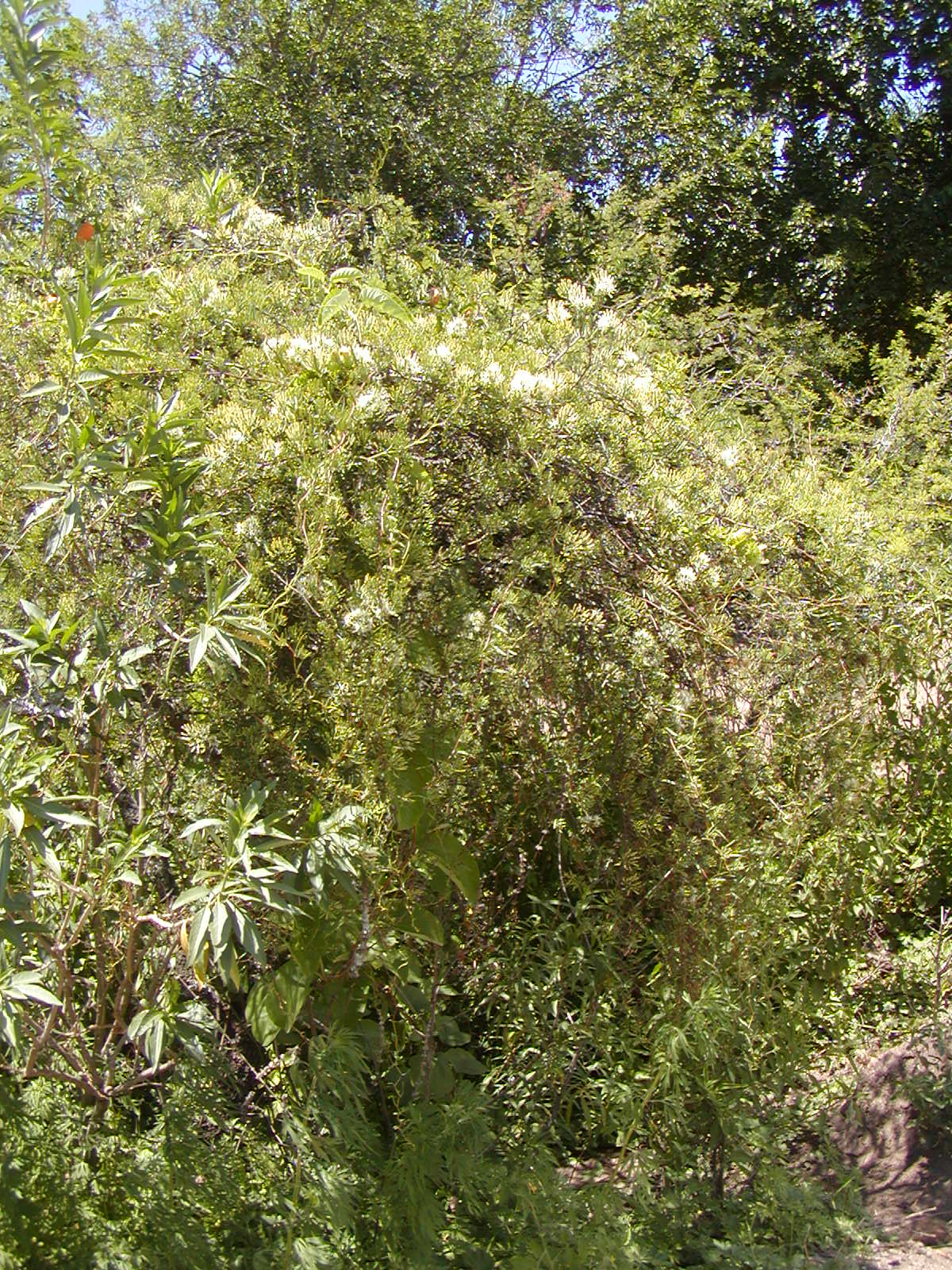 Loranthaceae Tripodanthus flagellaris