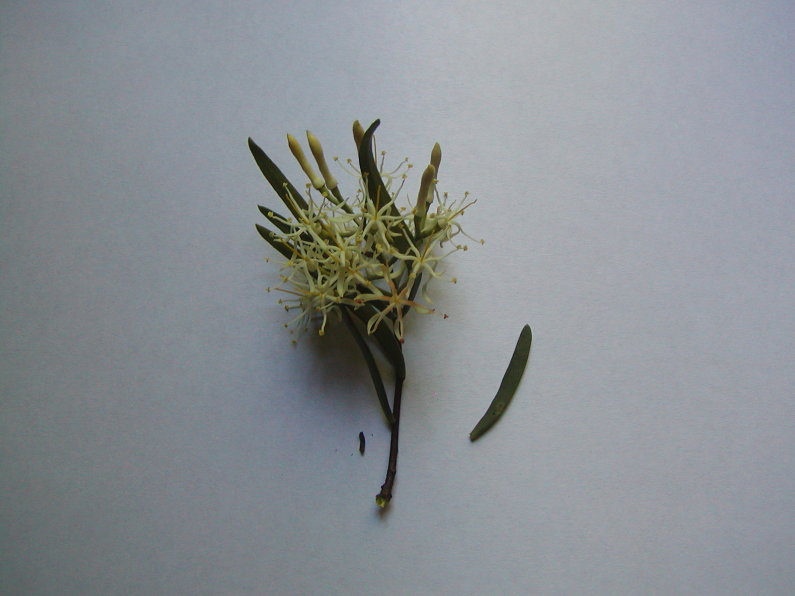 Loranthaceae Tripodanthus flagellaris