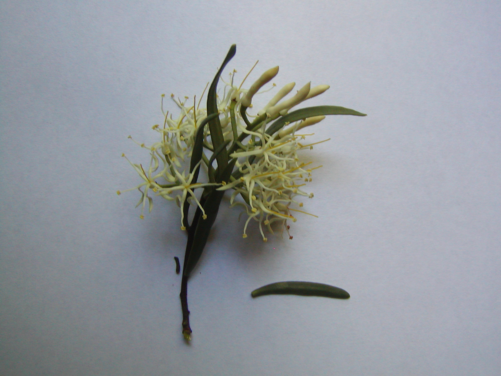 Loranthaceae Tripodanthus flagellaris