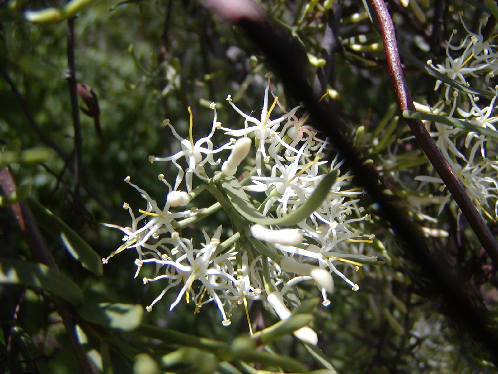 Loranthaceae Tripodanthus flagellaris