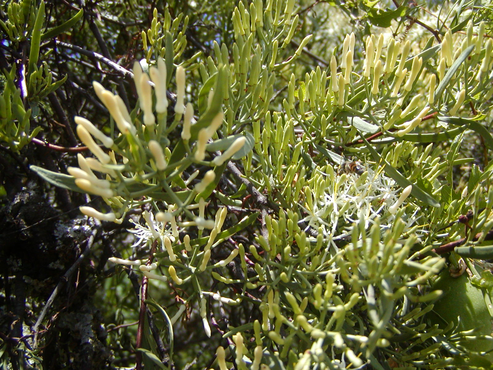 Loranthaceae Tripodanthus flagellaris