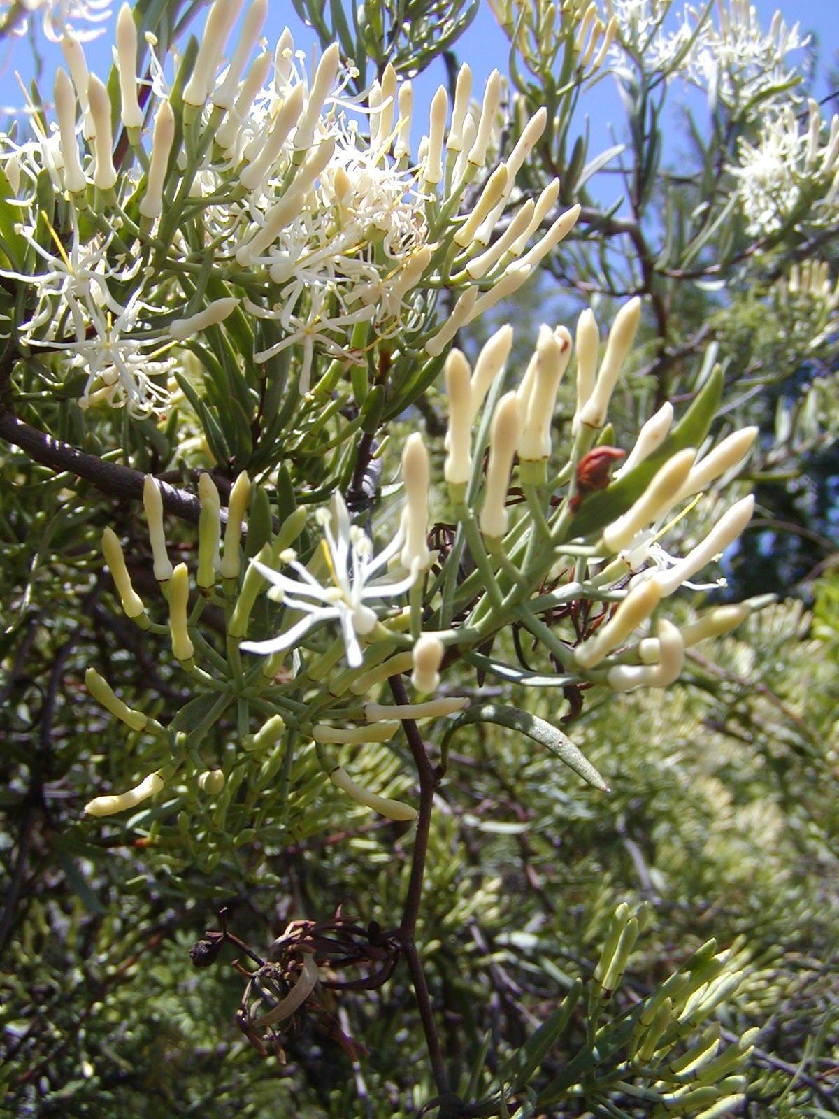 Loranthaceae Tripodanthus flagellaris