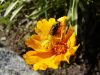 image of Coreopsis angustifolia