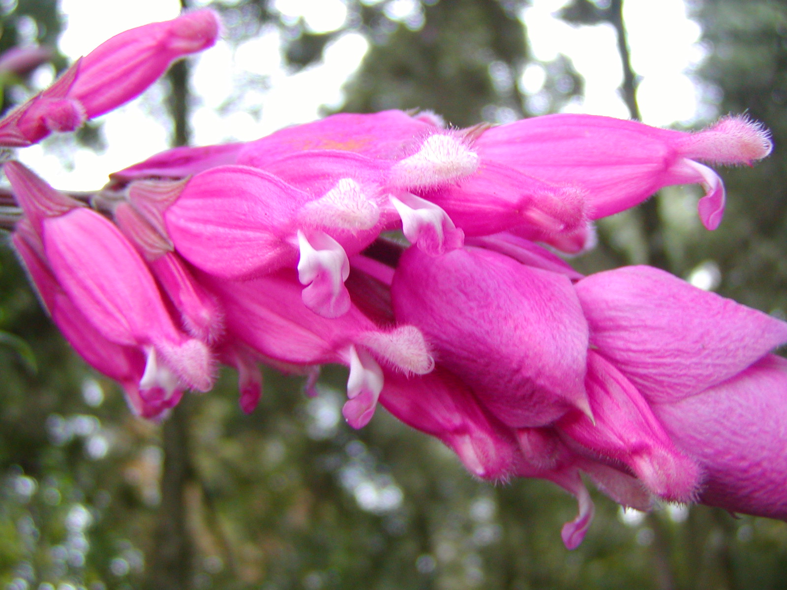Lamiaceae Salvia puberula