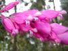 image of Salvia puberula