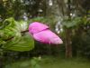 image of Salvia puberula