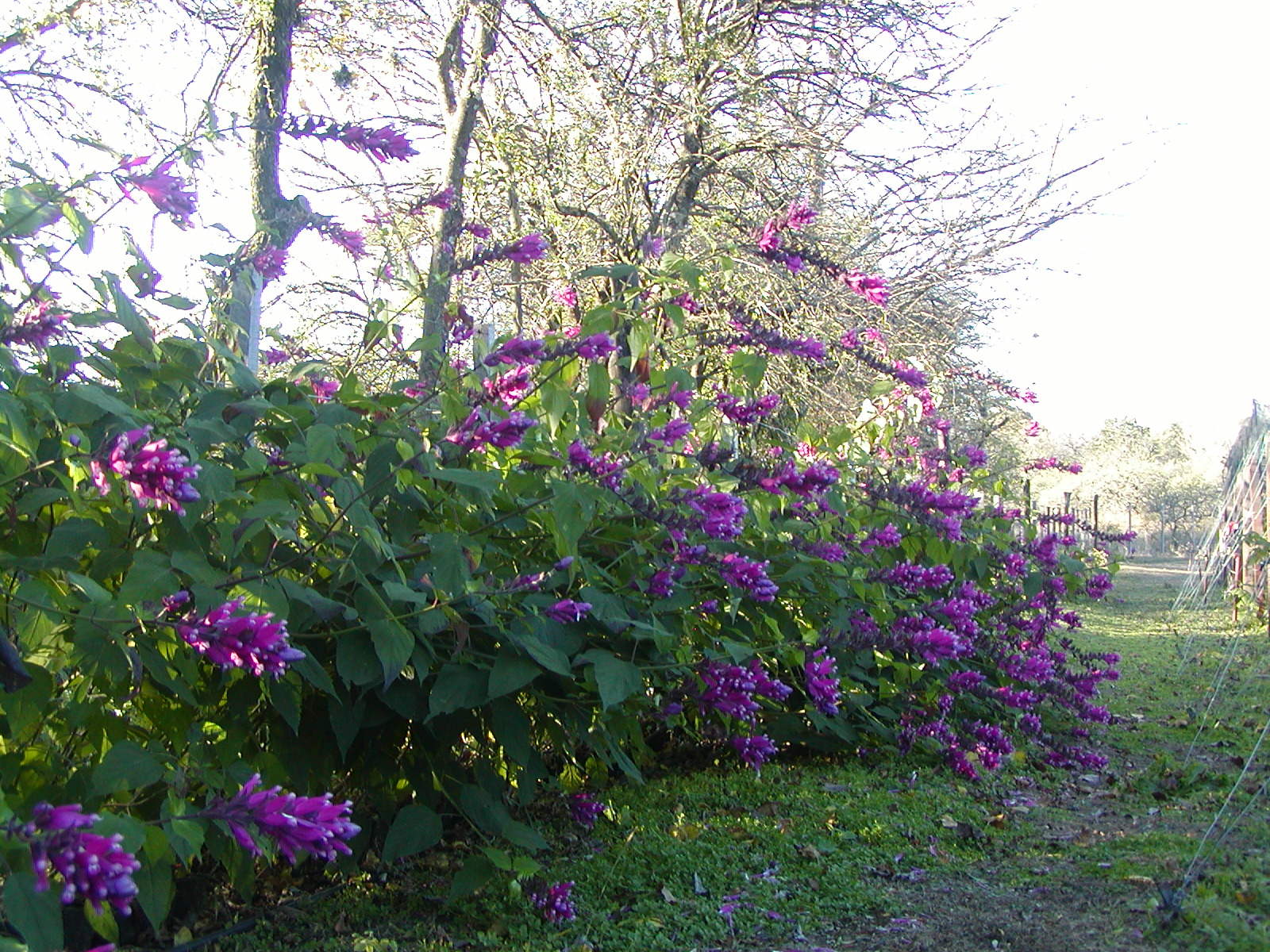 Lamiaceae Salvia puberula