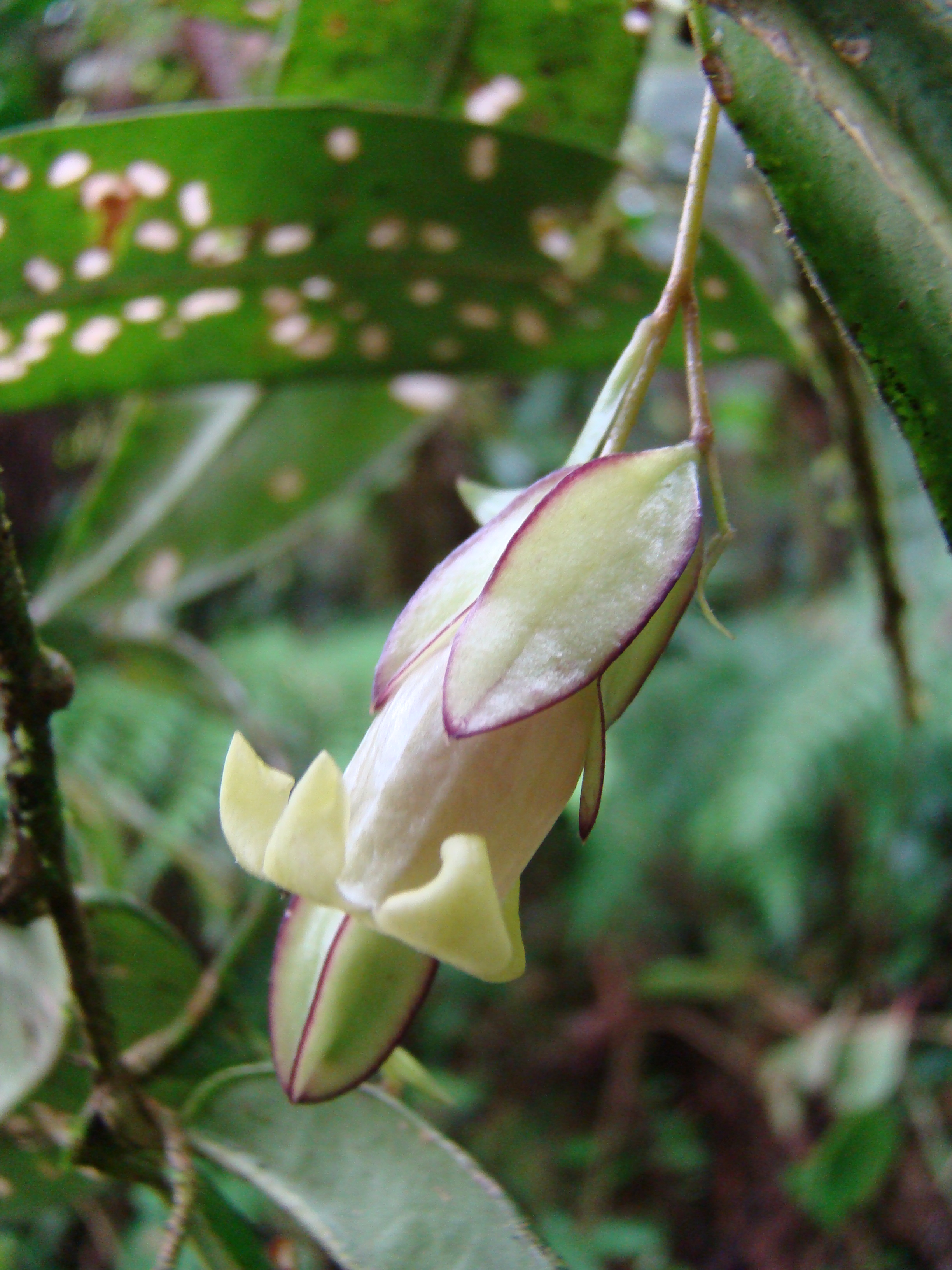 Solanaceae Markea sturmii
