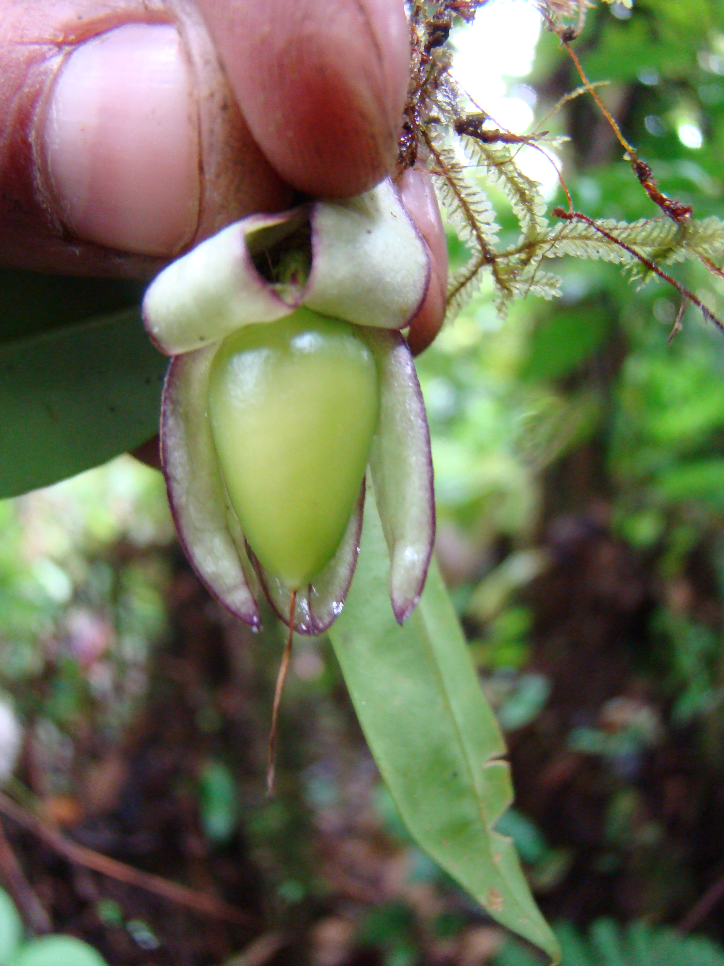 Solanaceae Markea sturmii