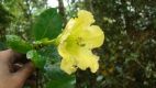image of Schultesianthus odoriferus