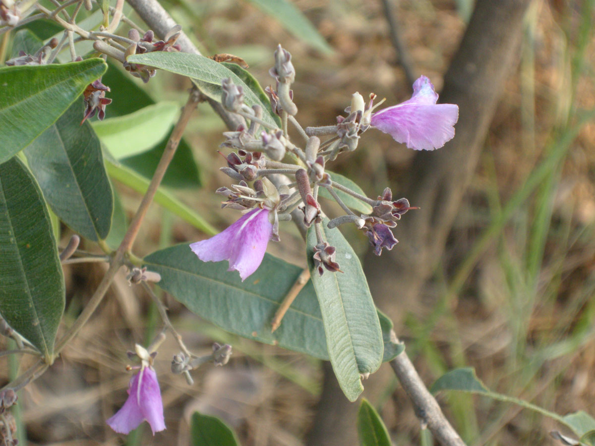 Vochysiaceae Qualea parviflora