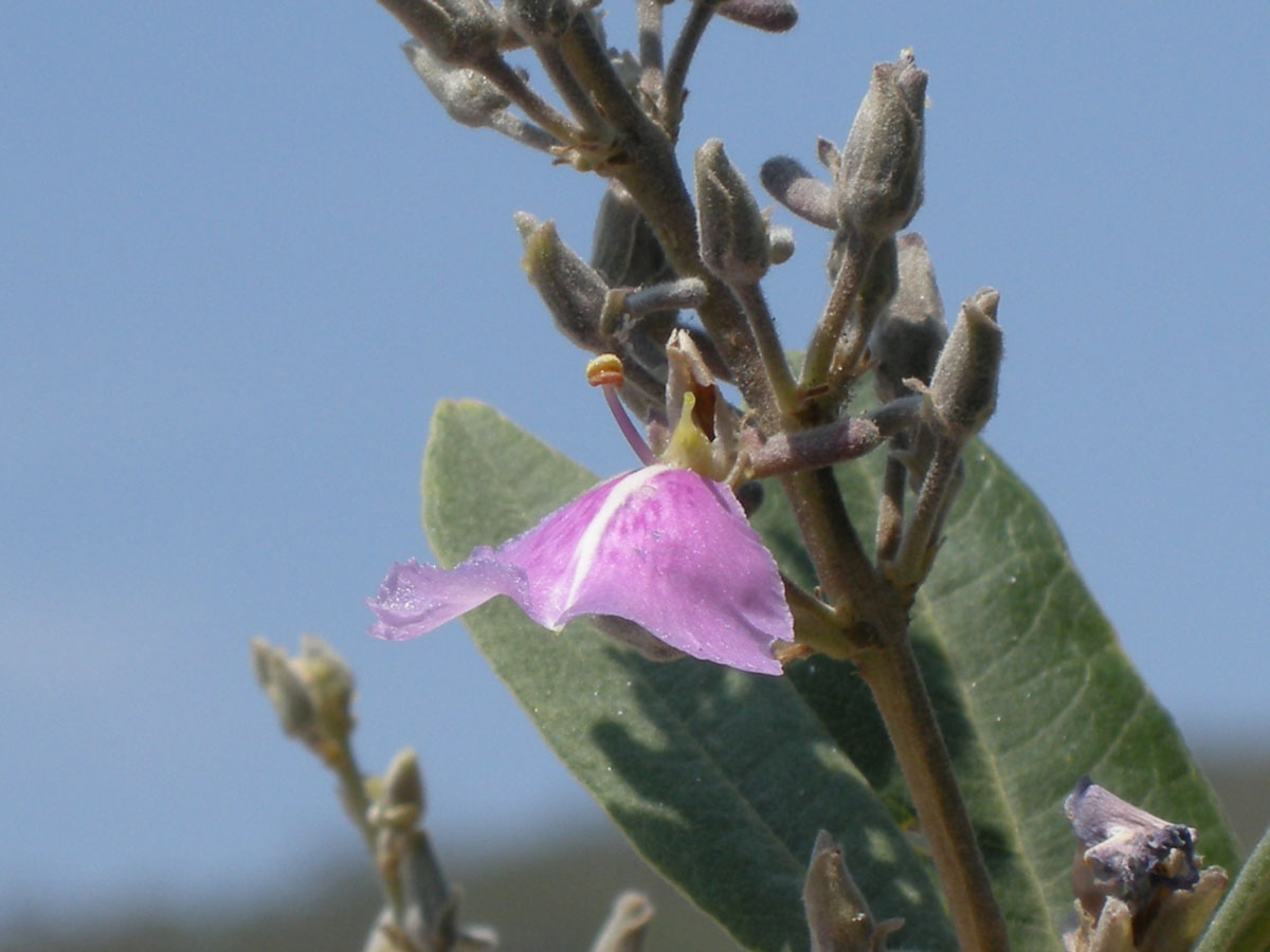 Vochysiaceae Qualea parviflora