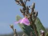 image of Qualea parviflora