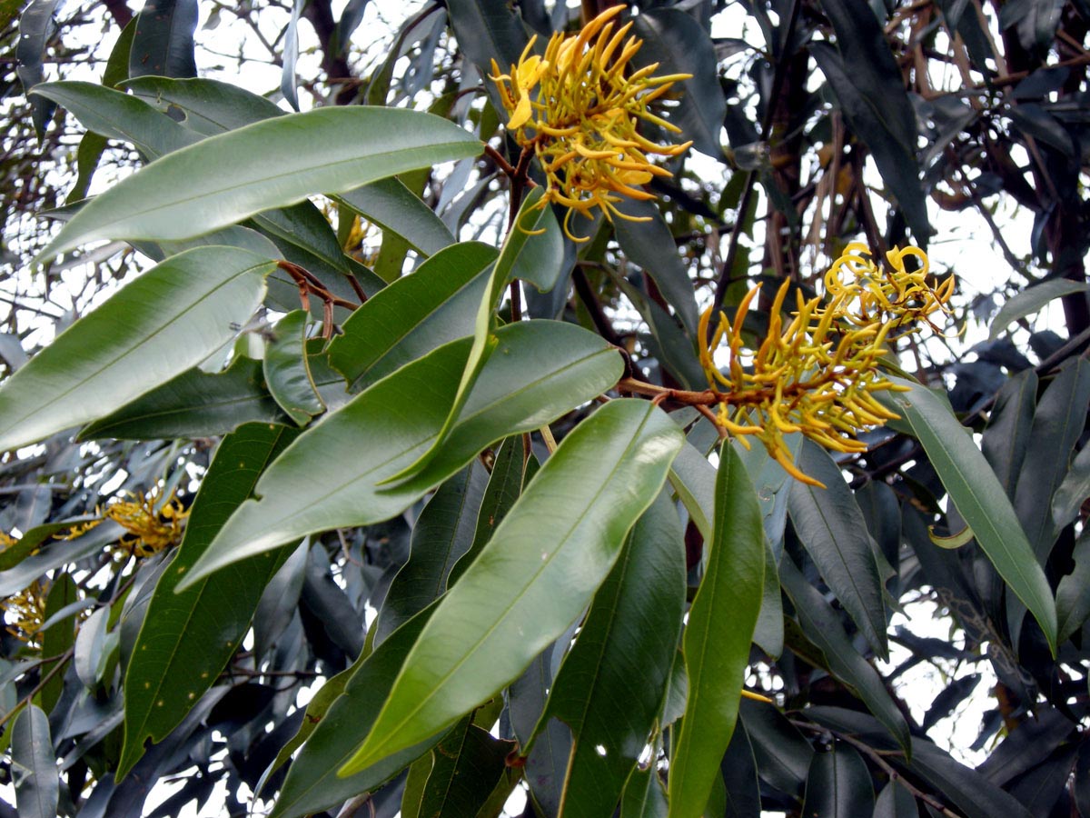 Vochysiaceae Vochysia acuminata