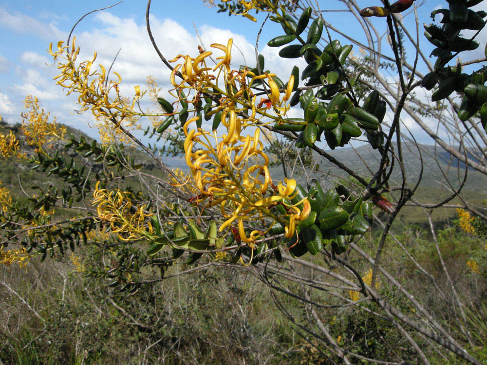 Vochysiaceae Vochysia rotundifolia